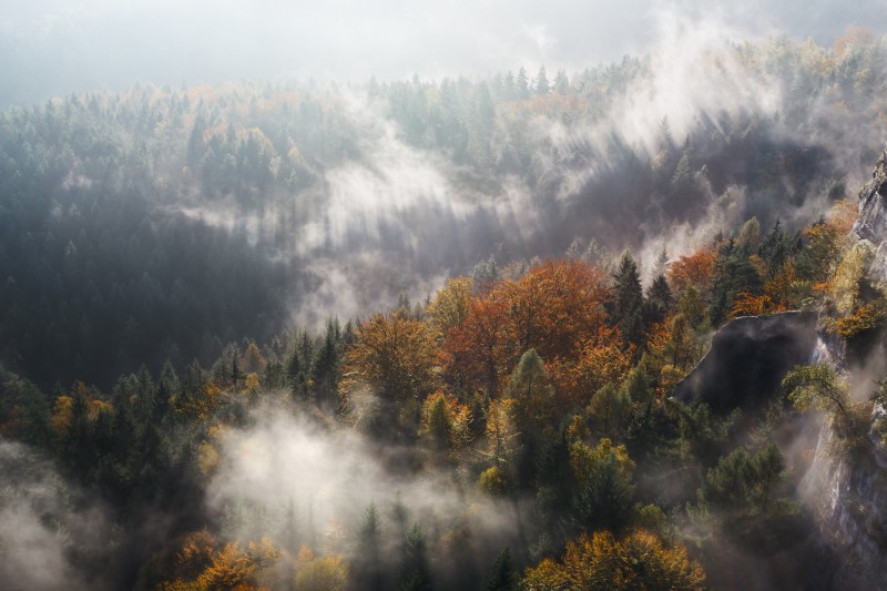 Overlooking foggy mountain with pine trees