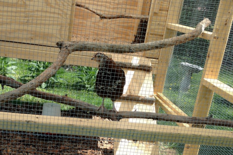 hen on branch in coop