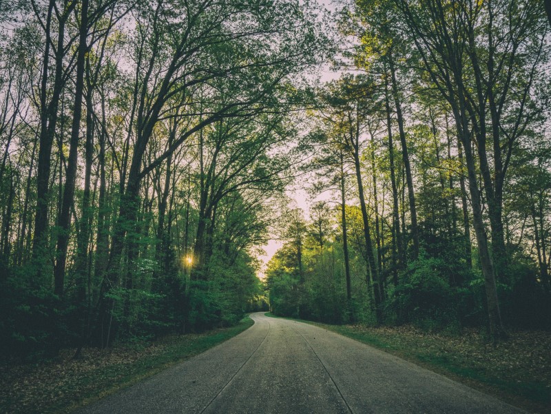 road through wooded area with sun