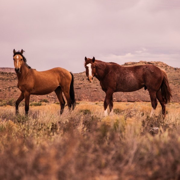 two wild horses in a desert scrub