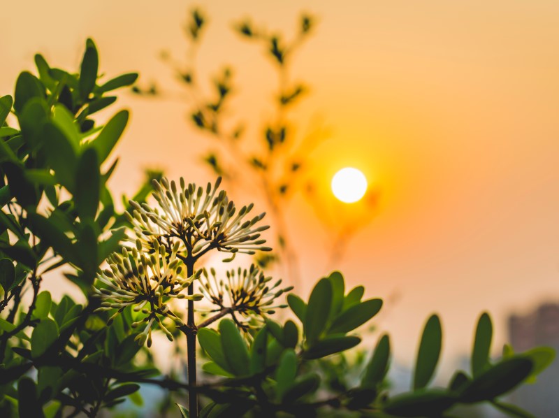 green plants in front of a yellow sun