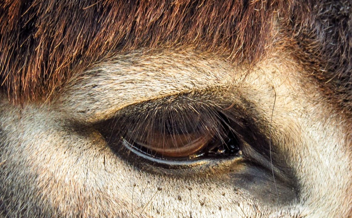 close-up of the eye of a donkey