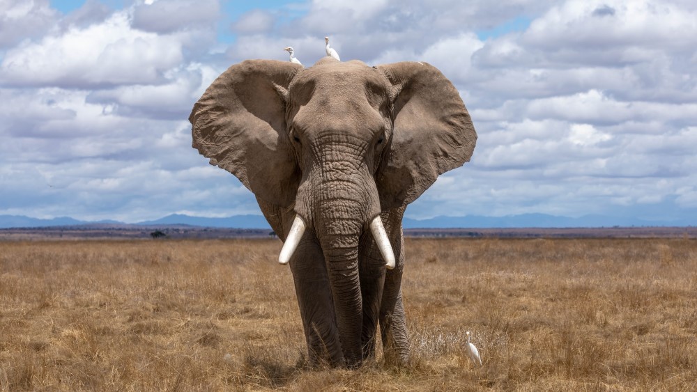 elephant with white birds on brown brush with blue sky with white puffy clouds and distant mountains