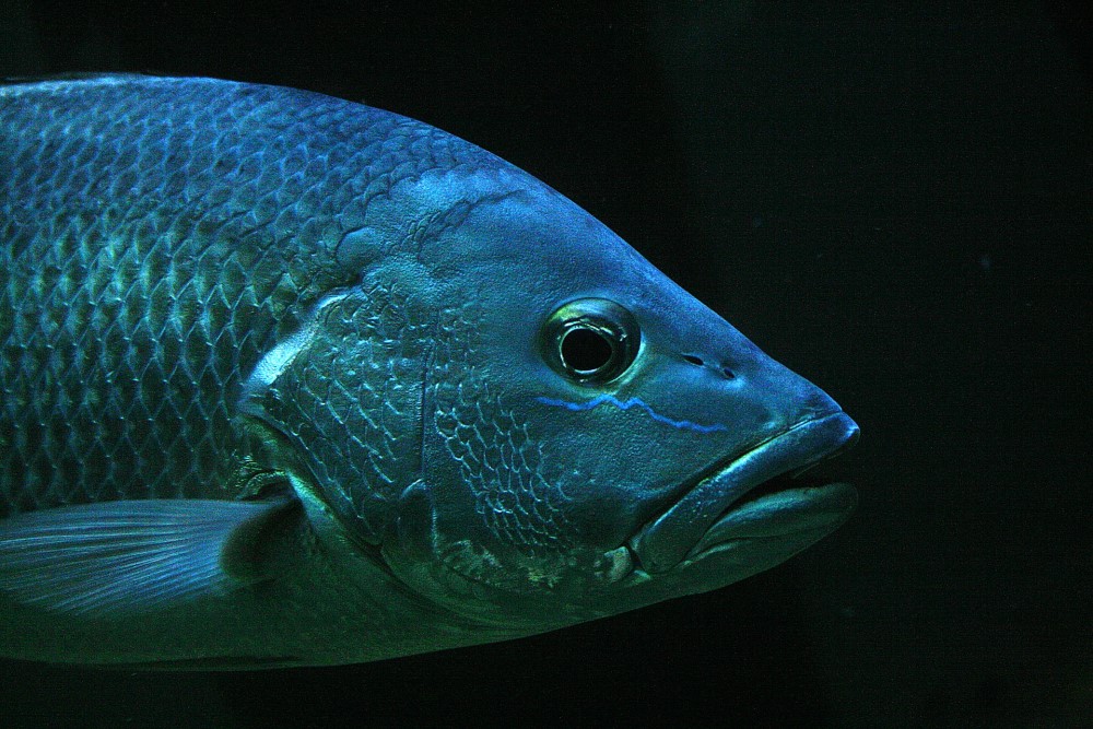 blue tilapia fish black background