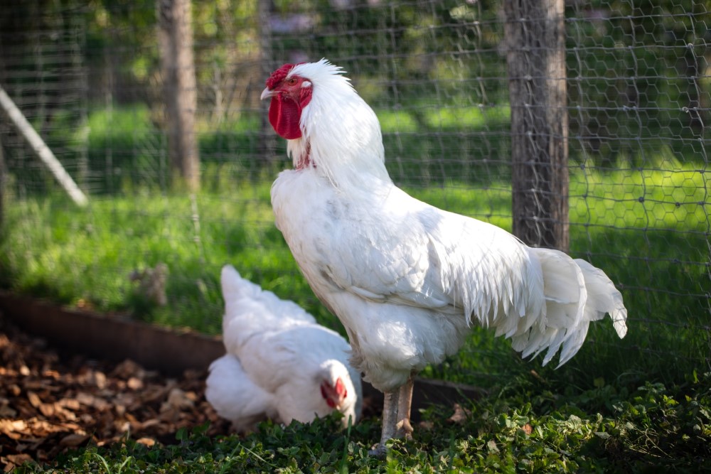 white rooster and hen