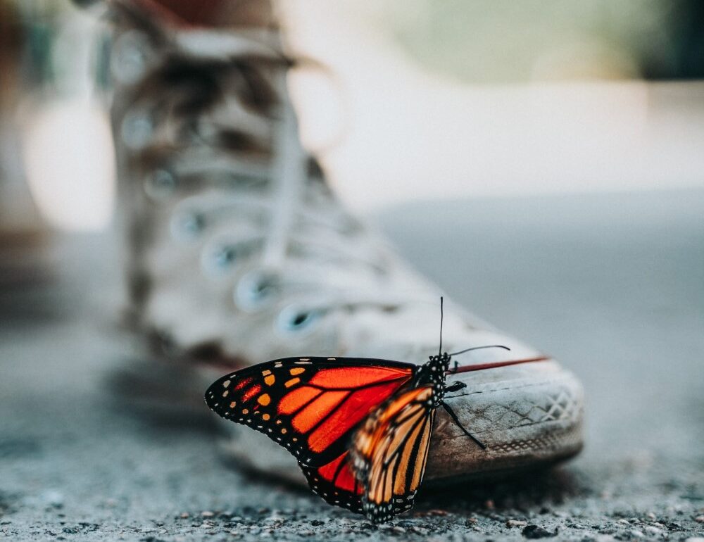 monarch butterfly on a hightop shoe