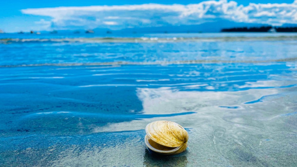 clam by ocean