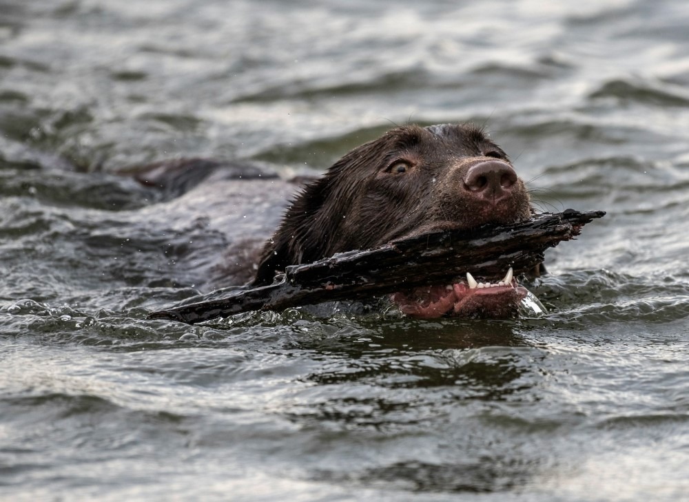 dog water swimming branch